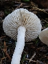  ( - HAY-F-007479)  @11 [ ] by (2023) Mandy Hackney Fungal Diversity Survey