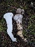  ( - HAY-F-007480)  @11 [ ] by (2023) Mandy Hackney Fungal Diversity Survey