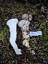  ( - HAY-F-007480)  @11 [ ] by (2023) Mandy Hackney Fungal Diversity Survey