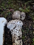  ( - HAY-F-007480)  @11 [ ] by (2023) Mandy Hackney Fungal Diversity Survey
