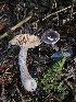  ( - HAY-F-007483)  @11 [ ] by (2023) Mandy Hackney Fungal Diversity Survey