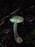  ( - HAY-F-007483)  @11 [ ] by (2023) Mandy Hackney Fungal Diversity Survey