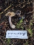  ( - HAY-F-007483)  @11 [ ] by (2023) Mandy Hackney Fungal Diversity Survey