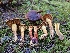  ( - HAY-F-007484)  @11 [ ] by (2023) Mandy Hackney Fungal Diversity Survey