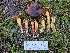  ( - HAY-F-007484)  @11 [ ] by (2023) Mandy Hackney Fungal Diversity Survey