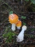  (Amanita sp. muscaria-PNW03 - HAY-F-007486)  @11 [ ] by (2023) Mandy Hackney Fungal Diversity Survey