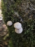  ( - HAY-F-007442)  @11 [ ] by (2023) Mandy Hackney Fungal Diversity Survey