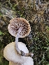  ( - HAY-F-007442)  @11 [ ] by (2023) Mandy Hackney Fungal Diversity Survey