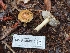 ( - HAY-F-004844)  @11 [ ] by-nc (2023) Warren Cardimona Fungal Diversity Survey