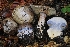  ( - HAY-F-008324)  @11 [ ] by-nc (2023) Warren Cardimona Fungal Diversity Survey