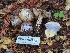  ( - HAY-F-008324)  @11 [ ] by-nc (2023) Warren Cardimona Fungal Diversity Survey