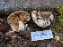  (Cortinarius sp. PNW59 - HAY-F-004857)  @11 [ ] by-nc (2023) Warren Cardimona Fungal Diversity Survey