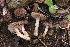  (Inocybe hotsoniana - HAY-F-004856)  @11 [ ] by-nc (2023) Warren Cardimona Fungal Diversity Survey