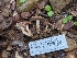  ( - HAY-F-004856)  @11 [ ] by-nc (2023) Warren Cardimona Fungal Diversity Survey