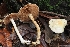  (Hebeloma sp. velutipes-CA01 - HAY-F-004855)  @11 [ ] by-nc (2023) Warren Cardimona Fungal Diversity Survey