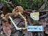  ( - HAY-F-004855)  @11 [ ] by-nc (2023) Warren Cardimona Fungal Diversity Survey