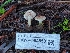 ( - HAY-F-004853)  @11 [ ] by-nc (2023) Warren Cardimona Fungal Diversity Survey