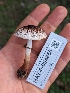  (Leucoagaricus pardalotus - HAY-F-004850)  @11 [ ] by-nc (2023) Warren Cardimona Fungal Diversity Survey