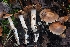  (Cortinarius sp. PNW60 - HAY-F-004864)  @11 [ ] by-nc (2023) Warren Cardimona Fungal Diversity Survey