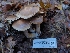  ( - HAY-F-004864)  @11 [ ] by-nc (2023) Warren Cardimona Fungal Diversity Survey