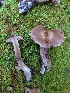  ( - HAY-F-004864)  @11 [ ] by-nc (2023) Warren Cardimona Fungal Diversity Survey