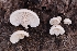  ( - HAY-F-004861)  @11 [ ] by-nc (2023) Warren Cardimona Fungal Diversity Survey