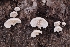  ( - HAY-F-004861)  @11 [ ] by-nc (2023) Warren Cardimona Fungal Diversity Survey