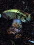  ( - HAY-F-005328)  @11 [ ] by-nc (2023) Warren Cardimona Fungal Diversity Survey