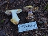  ( - HAY-F-005328)  @11 [ ] by-nc (2023) Warren Cardimona Fungal Diversity Survey