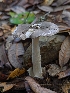  (Amanita sp. CA08 - HAY-F-005366)  @11 [ ] by-nc (2023) Warren Cardimona Fungal Diversity Survey