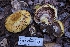  ( - HAY-F-004831)  @11 [ ] by-nc (2023) Warren Cardimona Fungal Diversity Survey