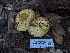  ( - HAY-F-004831)  @11 [ ] by-nc (2023) Warren Cardimona Fungal Diversity Survey