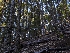  ( - HAY-F-004831)  @11 [ ] by-nc (2023) Warren Cardimona Fungal Diversity Survey