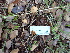  ( - HAY-F-004272)  @11 [ ] by-nc (2023) Jaren Hockert Fungal Diversity Survey