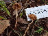 ( - HAY-F-004272)  @11 [ ] by-nc (2023) Jaren Hockert Fungal Diversity Survey