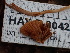  ( - HAY-F-004272)  @11 [ ] by-nc (2023) Jaren Hockert Fungal Diversity Survey