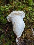  ( - HAY-F-004837)  @11 [ ] by-nc (2023) Warren Cardimona Fungal Diversity Survey