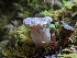  ( - HAY-F-004837)  @11 [ ] by-nc (2023) Warren Cardimona Fungal Diversity Survey
