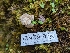  (Pleurotus dryinus - HAY-F-004837)  @11 [ ] by-nc (2023) Warren Cardimona Fungal Diversity Survey