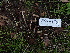  ( - HAY-F-004267)  @11 [ ] by-nc (2023) Jaren Hockert Fungal Diversity Survey