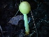  ( - HAY-F-004266)  @11 [ ] by-nc (2023) Jaren Hockert Fungal Diversity Survey