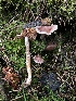  ( - HAY-F-007904)  @11 [ ] by-nc (2023) Dean Lyons Fungal Diversity Survey