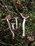  ( - HAY-F-007904)  @11 [ ] by-nc (2023) Dean Lyons Fungal Diversity Survey