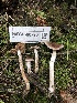  ( - HAY-F-007904)  @11 [ ] by-nc (2023) Dean Lyons Fungal Diversity Survey