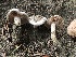  ( - HAY-F-007903)  @11 [ ] by-nc (2023) Dean Lyons Fungal Diversity Survey