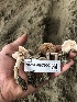  ( - HAY-F-007903)  @11 [ ] by-nc (2023) Dean Lyons Fungal Diversity Survey