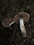  ( - HAY-F-007899)  @11 [ ] by-nc (2023) Dean Lyons Fungal Diversity Survey