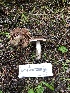  ( - HAY-F-007899)  @11 [ ] by-nc (2023) Dean Lyons Fungal Diversity Survey