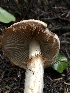  ( - HAY-F-005350)  @11 [ ] by-nc (2023) Dean Lyons Fungal Diversity Survey