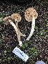  ( - HAY-F-005350)  @11 [ ] by-nc (2023) Dean Lyons Fungal Diversity Survey